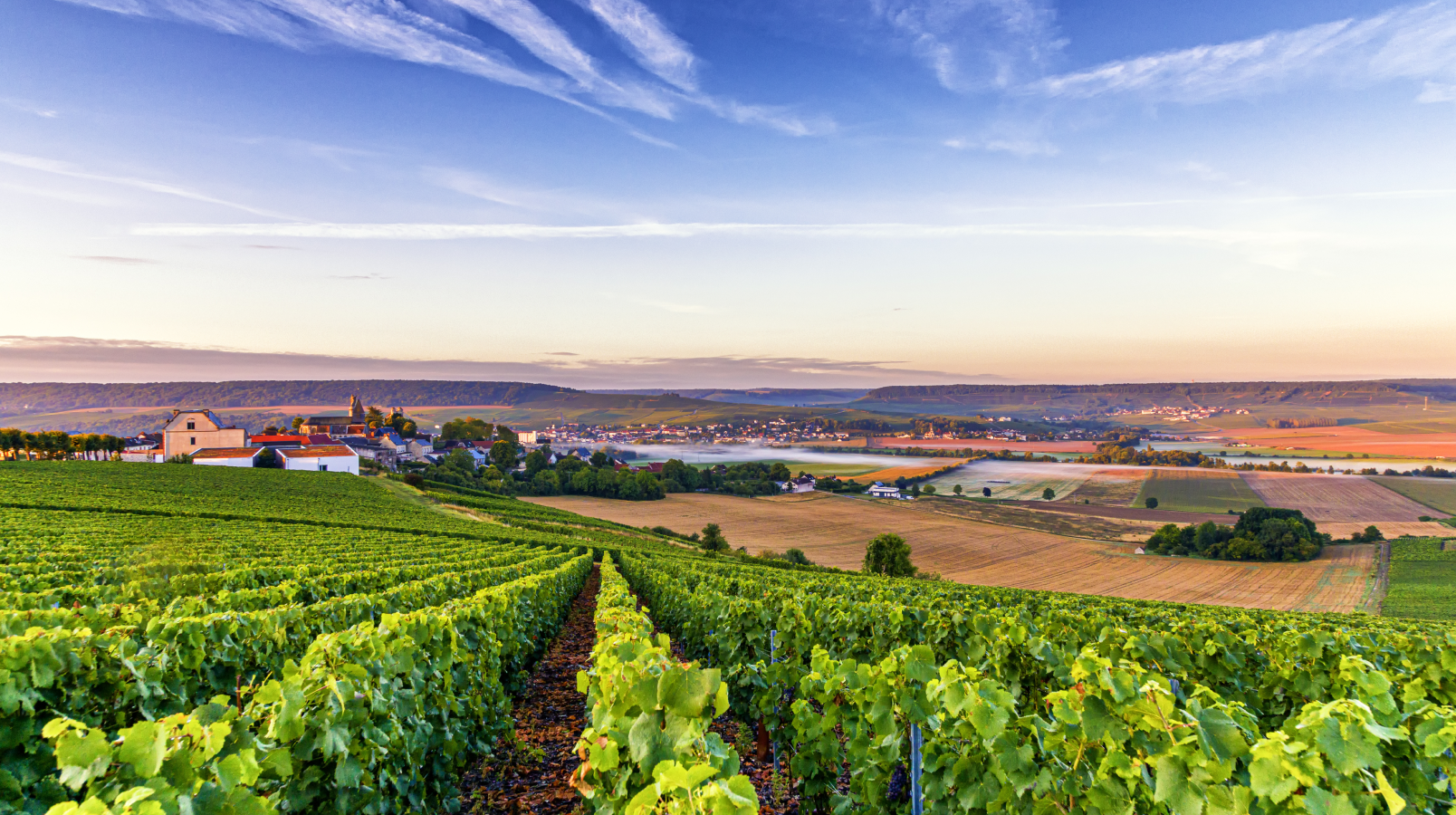 1608x900 vineyard in Champagne (1).png